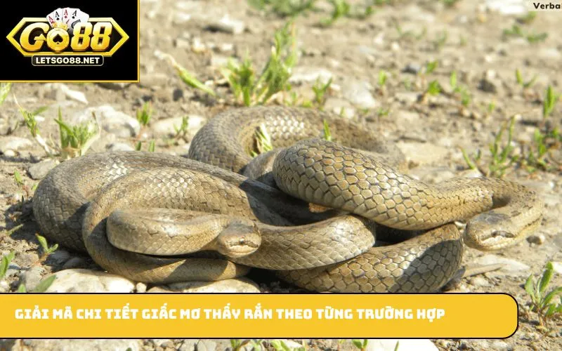 Giải mã chi tiết giấc mơ thấy rắn theo từng trường hợp